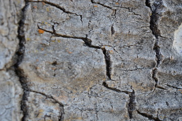 Woods of Wyoming with, grains, trees, and patterns 