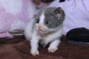 TINY GRAY AND WHITE KITTEN
