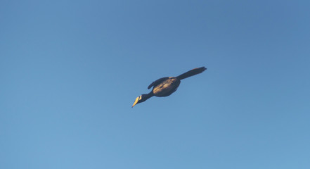 Beautiful Oriental pied hornbill (Anthracoceros albirostris) free flying under the blue sky on a nice day