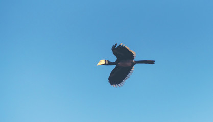 Fototapeta na wymiar Beautiful Oriental pied hornbill (Anthracoceros albirostris) free flying under the blue sky on a nice day