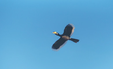 Beautiful Oriental pied hornbill (Anthracoceros albirostris) free flying under the blue sky on a nice day