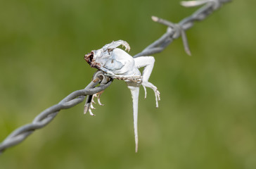 Lesser Earless Lizard (Holbrookia maculata) Impaled on Barbed Wire by a Loggerhead Shrike (Lanius ludovicianus)