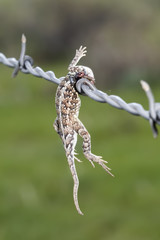 Lesser Earless Lizard (Holbrookia maculata) Impaled on Barbed Wire by a Loggerhead Shrike (Lanius ludovicianus)