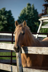 Fototapeta premium Bentley