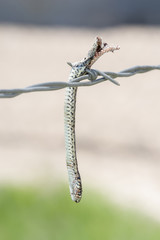 Naklejka premium Plains Garter Snake (Thamnophis radix) Impaled on Barbed Wire by a Loggerhead Shrike