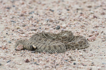 Wild Western Diamondback Rattlesnake (Crotalus viridis) Coiled in a Strike Position on a Dirt Road in Colorado