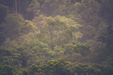view of tropical forest, Khao Yai National Park, Thailand