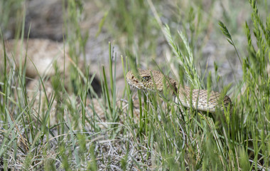 Wild Western Diamondback Rattlesnake (Crotalus viridis) in a Strike Position on a Dirt Road in Colorado