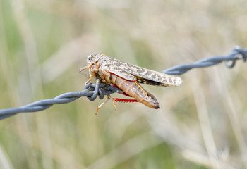 Red-shanked Grasshopper (Xanthippus corallipes) Impaled on Barbed Wire by a Loggerhead Shrike