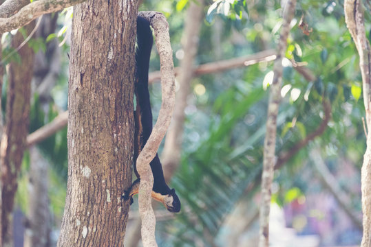 Black giant squirrel, Malayan giant squirrel