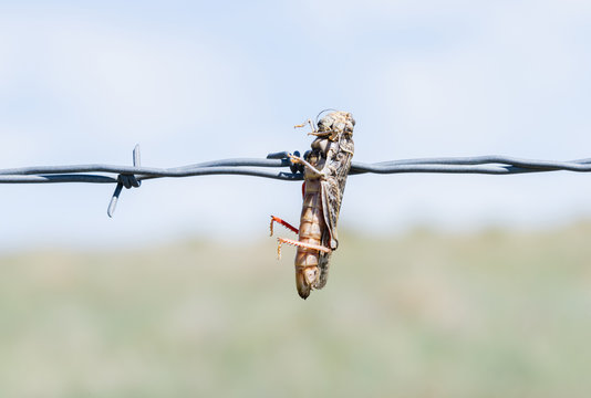 Red-shanked Grasshopper (Xanthippus corallipes) Impaled on Barbed Wire by a Loggerhead Shrike