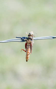 Red-shanked Grasshopper (Xanthippus corallipes) Impaled on Barbed Wire by a Loggerhead Shrike