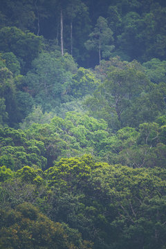 Natural Forest of tropical Trees, Sunbeams through Fog create mystic Atmosphere © chokniti