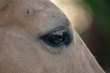 Horse Eye