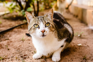 Domestic cat looking at camera