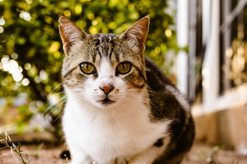 Domestic cat looking at camera
