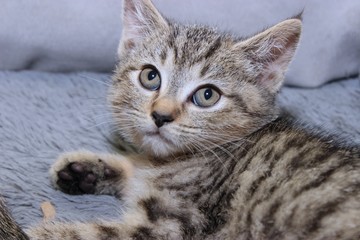 SMALL BROWN TABBY KITTEN