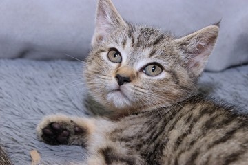 SMALL BROWN TABBY KITTEN
