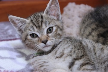 BROWN AND WHITE TABBY KITTEN