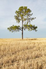 Obraz premium pino argentino campo sembrado