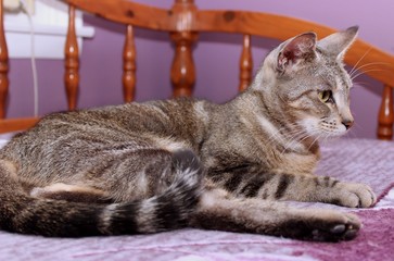 BEAUTIFUL BROWN TABBY CAT