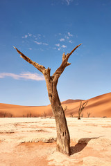 Dead tree in the desert.