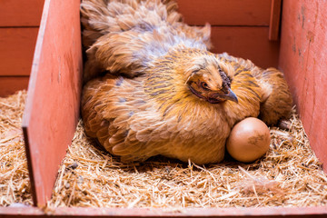 Laying red hen incubating eggs inside his cage