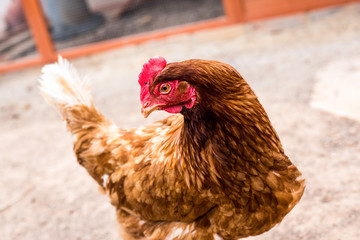 Hen with red crest in chicken coop