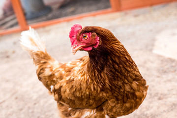 Hen with red crest in chicken coop