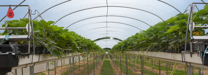 strawberry greenhouse with raised beds, automatic irrigation and fertilization under a transparent plastic roof, panoramic banner format