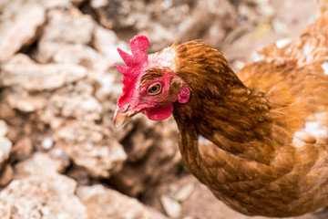 Hen with red crest in chicken coop