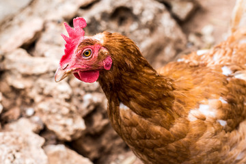 Hen with red crest in chicken coop