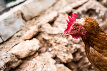 Hen with red crest in chicken coop