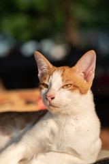 Portrait of white and orange cat (Thai cat), cute pet at home