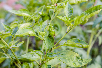 Fototapeta na wymiar Plant of Italian green peppers