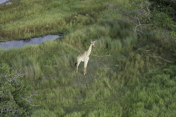 Aerial view of giraffe standing in the tall grasses near a watering hole on the savanna of the Okavango Delta in Botswana