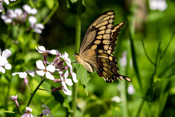 Butterfly on flower