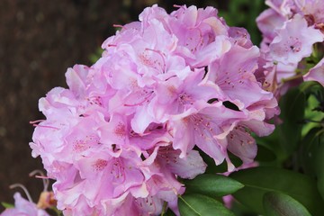 LARGE PINK RHODODENDRUM BLOOMS