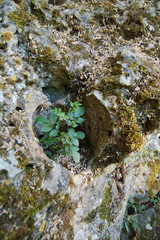 heart in stone