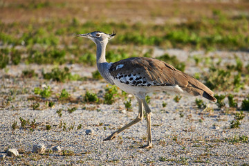 Kori bustard in the savannah