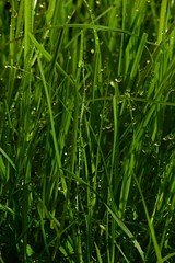 Detail of water drops on grass mixture on cultivated lawn during morning spring sunshine