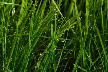 Detail of water drops on grass mixture on cultivated lawn during morning spring sunshine