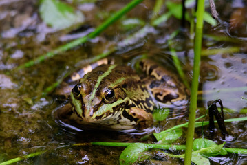 A green frog in a pond with some foliage