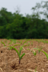Small corn plants grow in the fields under the sun