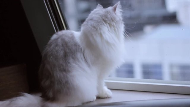 Cat looks out window longingly 
