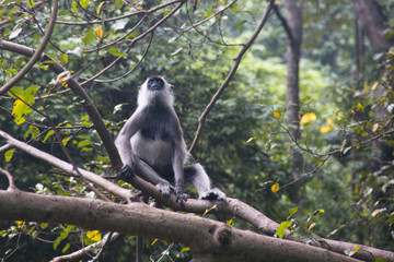 Monkeys at Sigiriya in Sri Lanka.