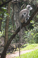Fototapeta na wymiar Monkeys at Sigiriya in Sri Lanka.