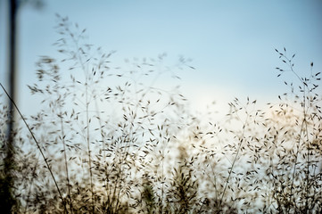 Flowering reeds and wild grass plants with ripe seeds bending in the wind. Abstract unfocused background