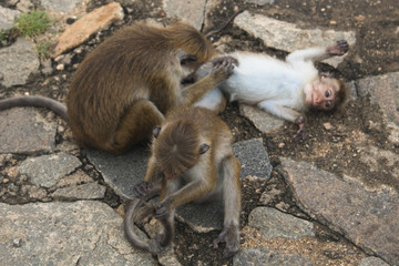 Macaques in Dambulla, Sri Lanka.
