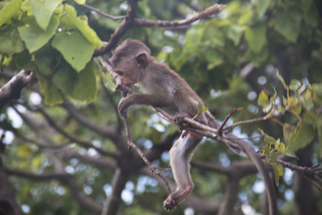 Macaques in Dambulla, Sri Lanka.